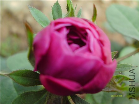 IMAG0250 - ����.jpg