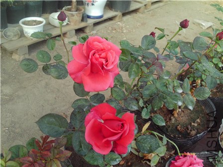 IMAG0002 - ����.jpg