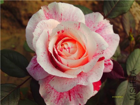 IMAG0033 - ����.jpg