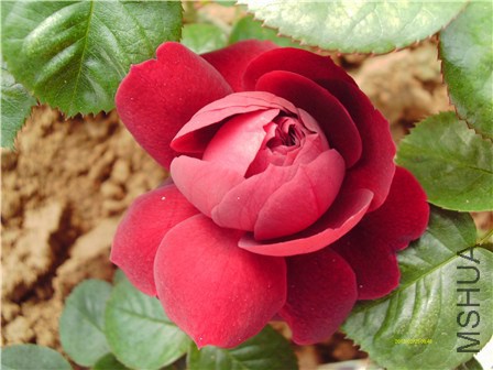 IMAG0055 - ����.jpg