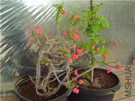 IMAG0043 - ����.jpg