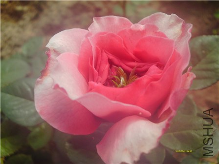 IMAG0308 - ����.jpg