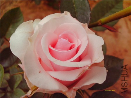 IMAG0174 - ����.jpg