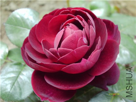 IMAG0244 - ����.jpg