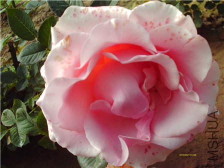 IMAG0315 - ����.jpg