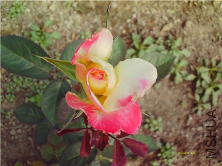 IMAG0334 - ����.jpg