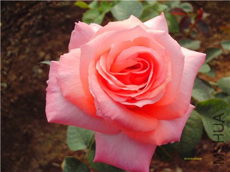 IMAG0031 - ����.jpg