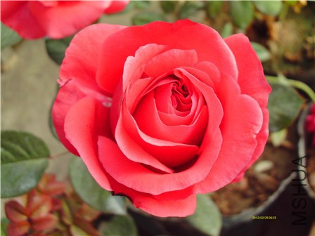 IMAG0041 - ����.jpg