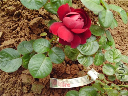 IMAG0053 - ����.jpg