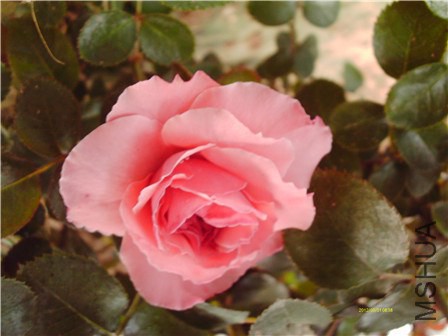 IMAG0165 - ����.jpg