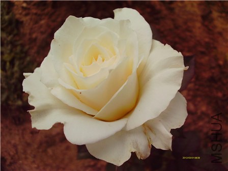 IMAG0169 - ����.jpg