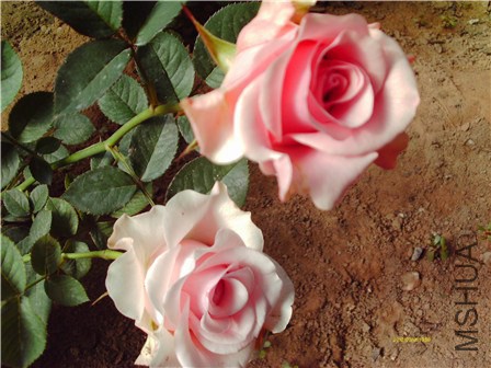 IMAG0259 - ����.jpg