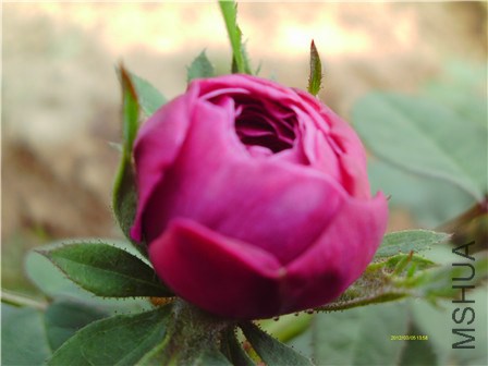 IMAG0251 - ����.jpg