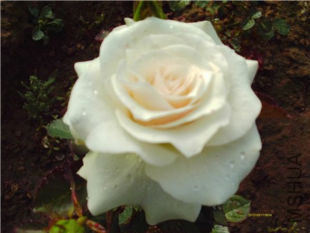 IMAG0291 - ����.jpg