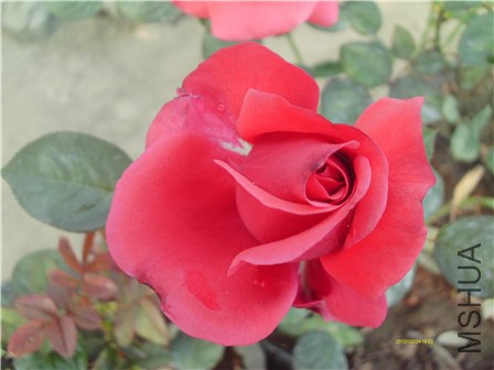 IMAG0003 - ����.jpg