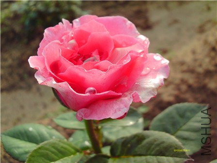 IMAG0358 - ����.jpg