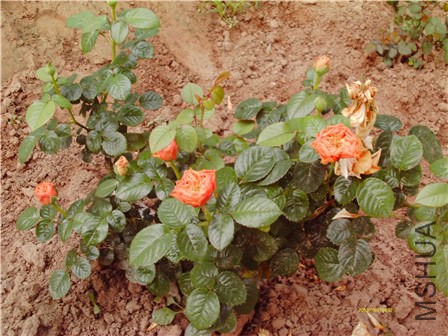 IMAG0162 - ����.jpg