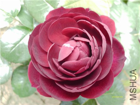 IMAG0245 - ����.jpg