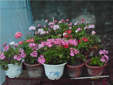 IMAG0336 - ����.jpg