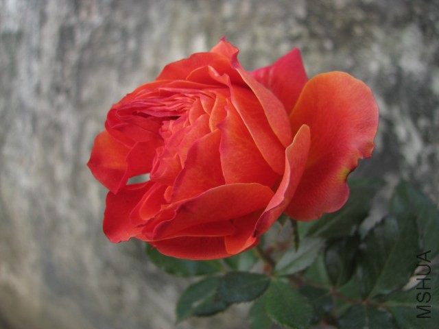 IMG_3824.jpg