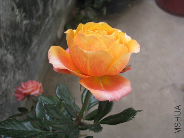 IMG_3802.jpg