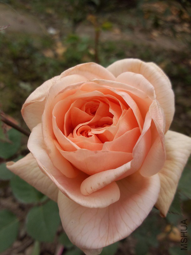 �������涬�����һ�仨