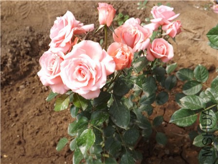 DSCF0069 - ����.jpg