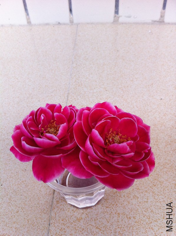 ��Ƭ 012_����_����[1].jpg