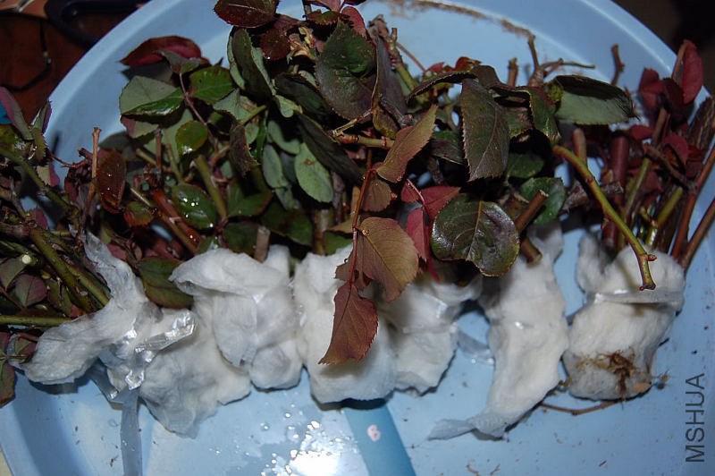 DSC_01020102.JPG