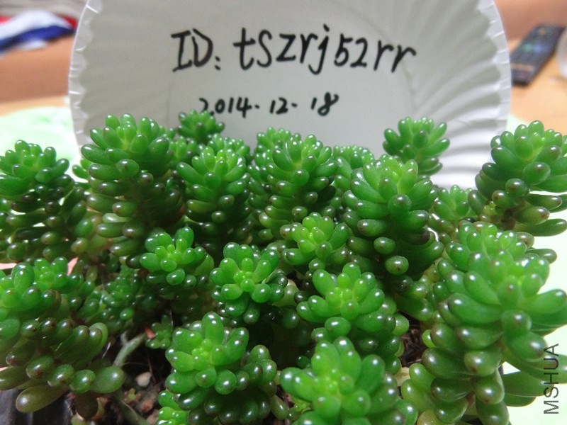 DSC01816_����.jpg