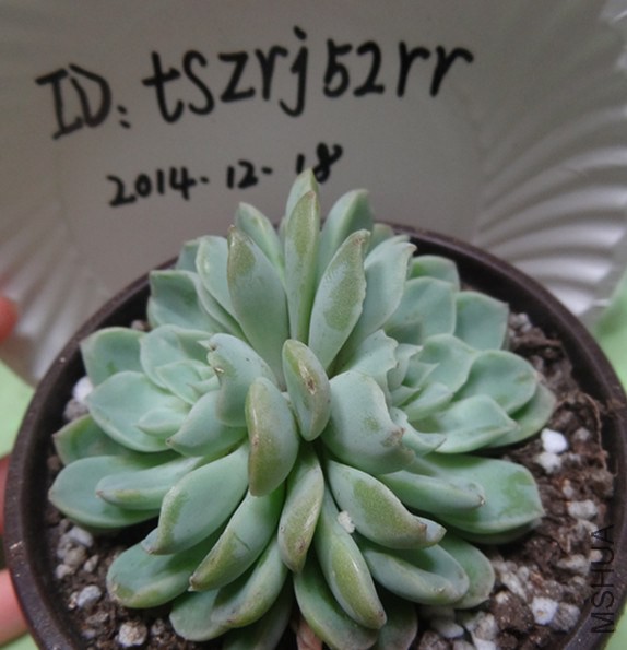 DSC01826_����.jpg