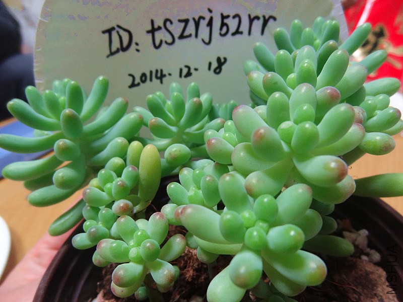 DSC01831_����.jpg