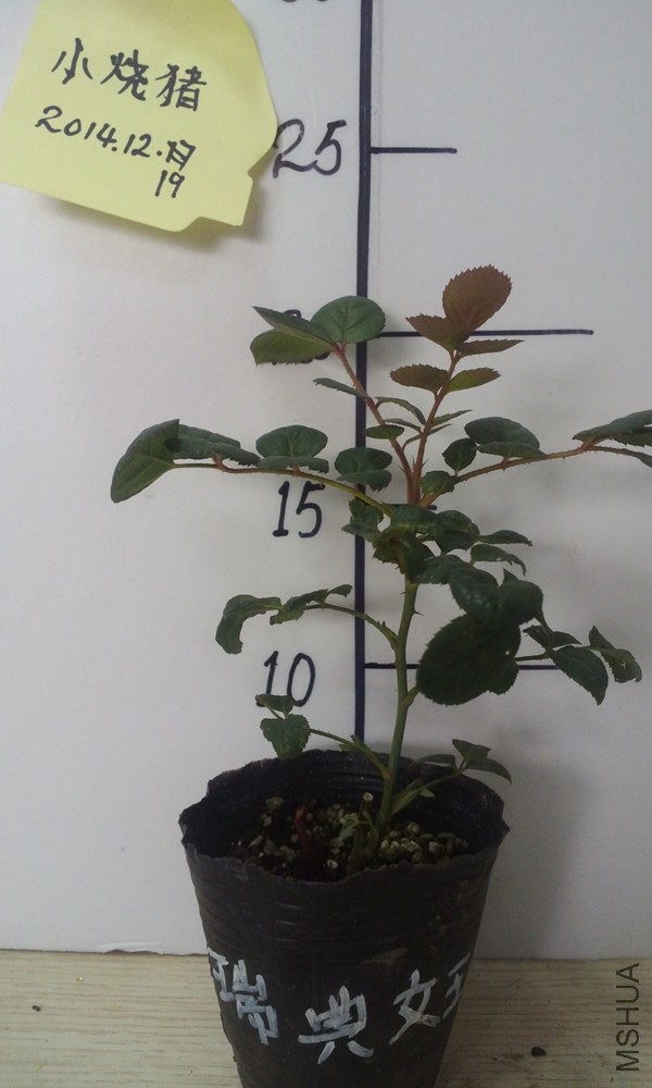 16���Ů��.jpg