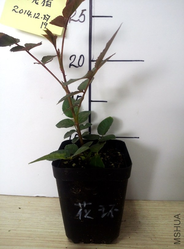 22޹�²ݻ���.jpg