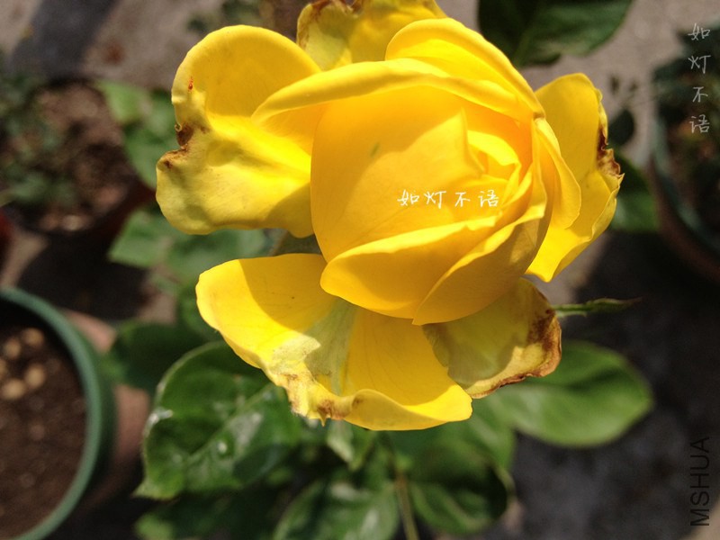 �������� .jpg