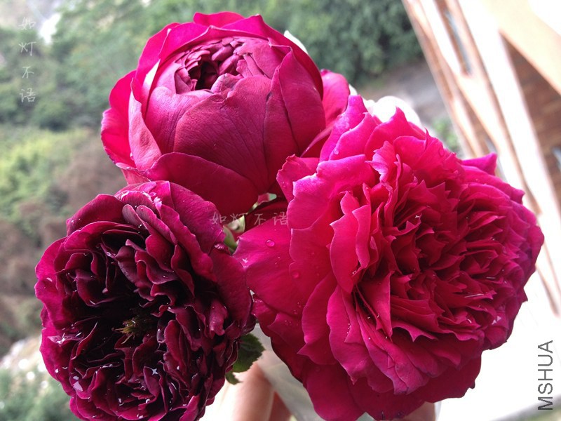 ����1217 20.jpg