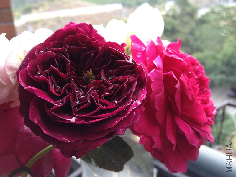 ����1217 21.jpg