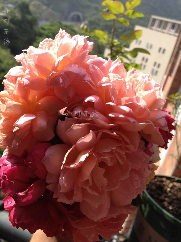 ����2 1 .jpg