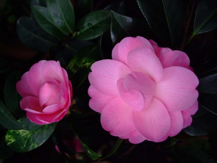 ��Ħ�� 2013-3-10 053.jpg