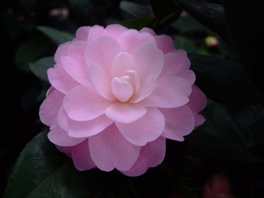 ��Ħ�� 2014-3-19 044.jpg