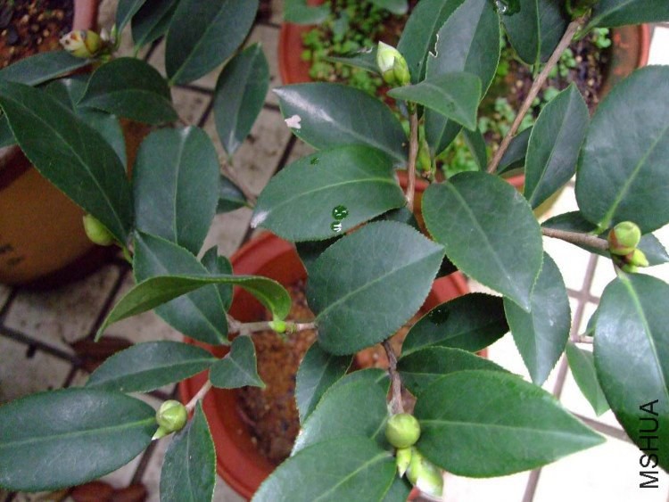 ��Ħ�� Ҷ��1f.jpg