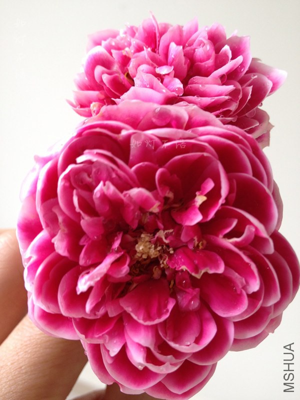 ����2 10.jpg