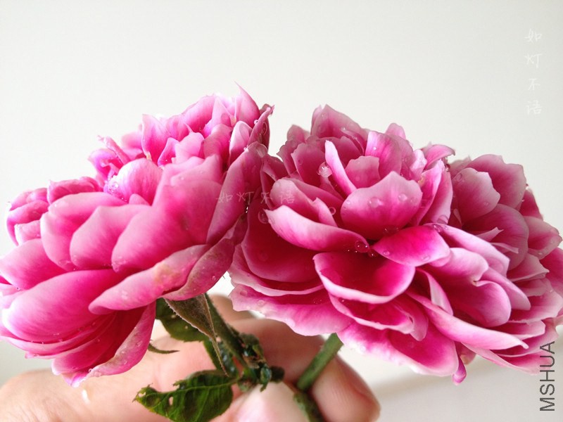 ����2 11.jpg