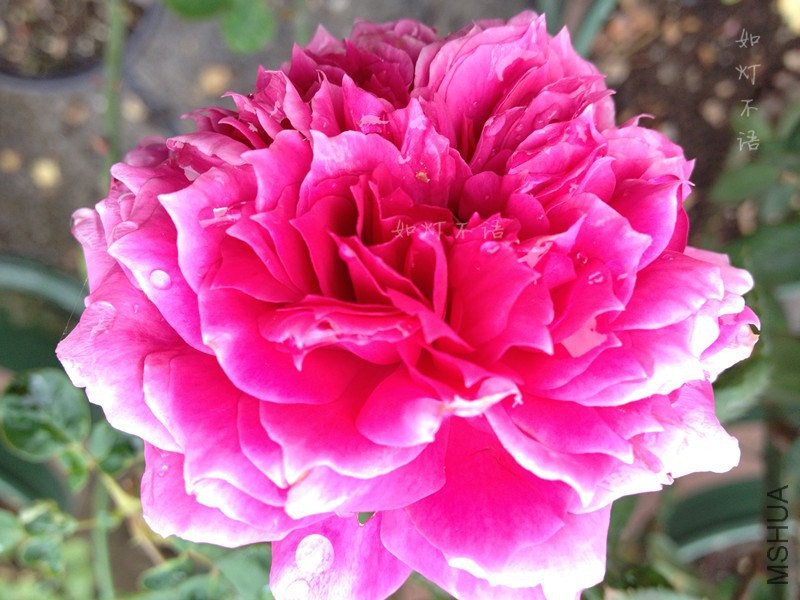 �������� 1.jpg