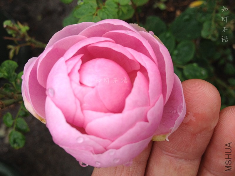 ������� 1.jpg