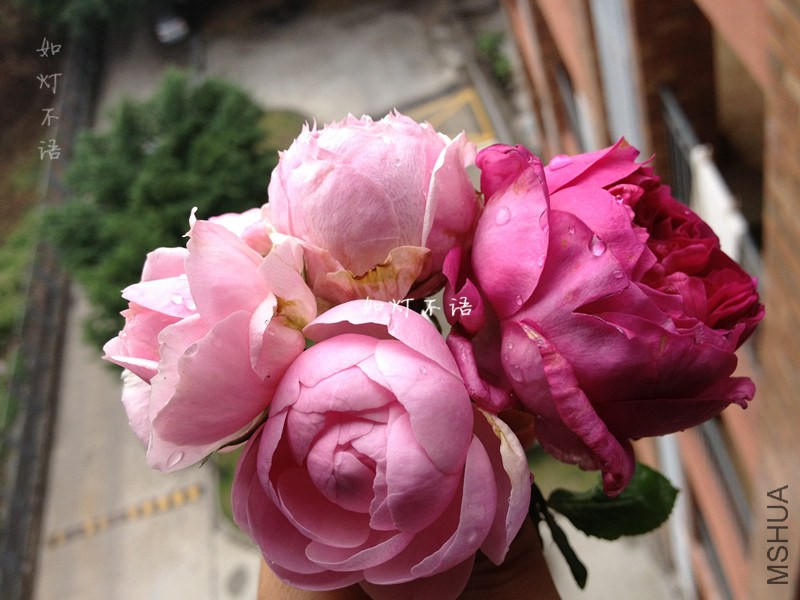 ����1 11.jpg