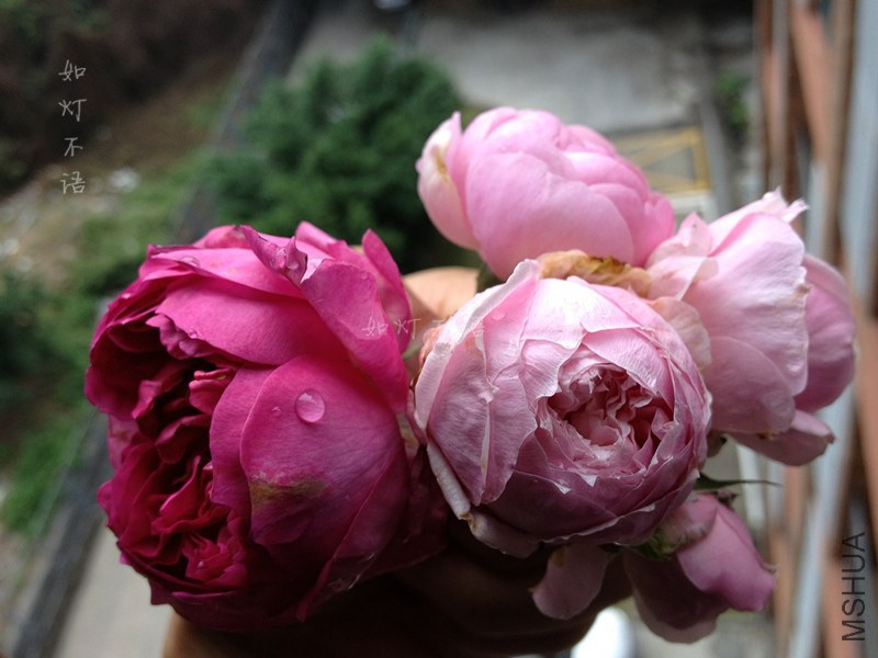 ����1 12.jpg