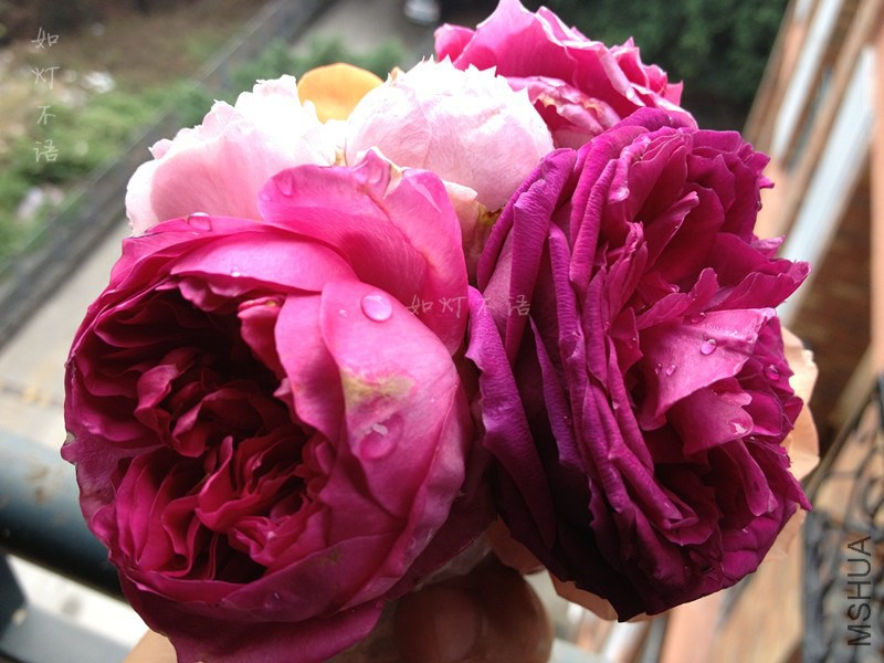 ����1 15.jpg