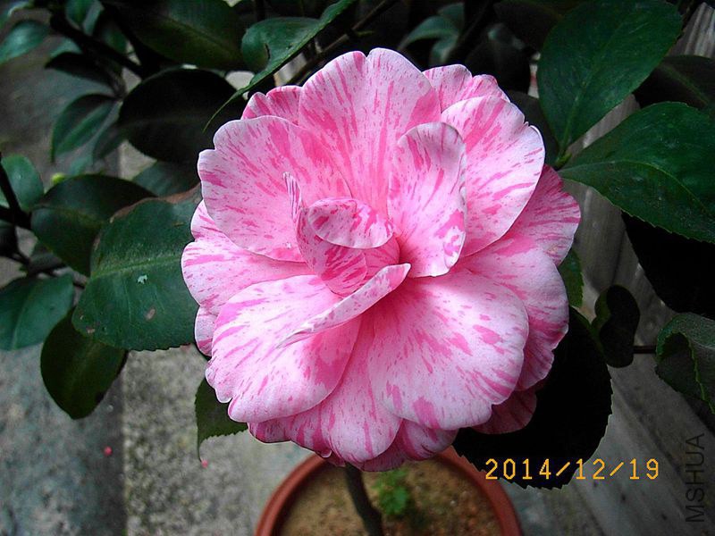 R0013935_����.jpg