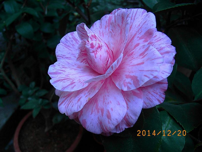 R0013937_����.jpg
